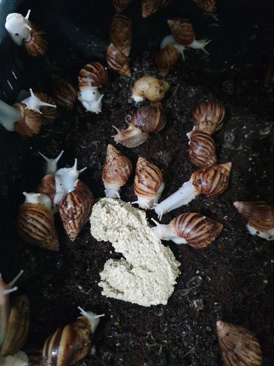 /user/g/gjcil/editor/2410/76ee41a602228c8d3a654722907c571b_1728275646_8168.jpg 이미지크게보기